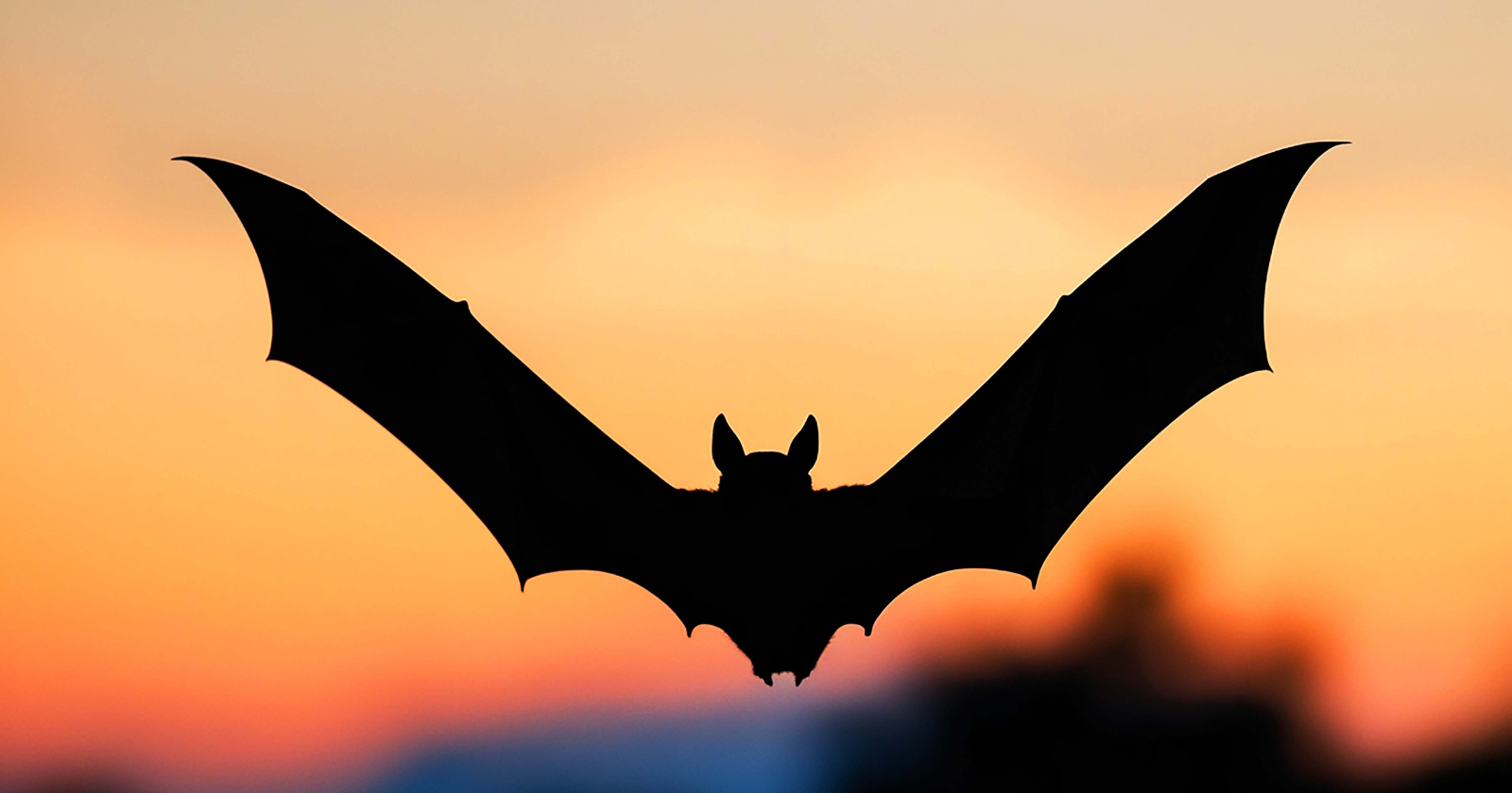 Biologists who necropsied 75 bats found dead under wind turbines in southern Alberta counted 32 with visible injuries and 69 with blood pooled in their chests, because the pressure drop behind a passing blade bursts a bat's lungs without the blade ever touching it