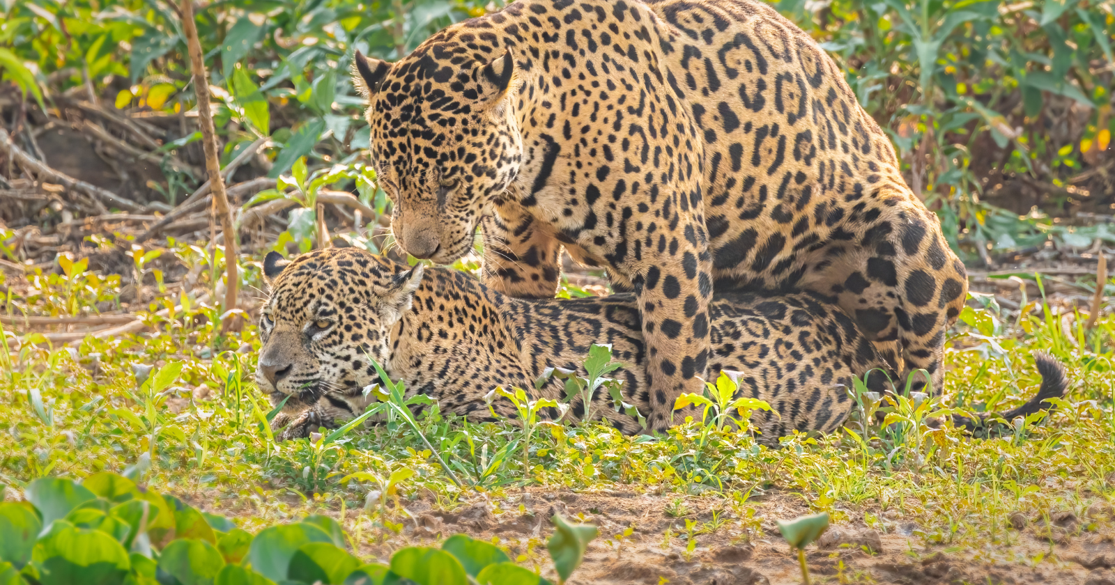 A video trap in Serra do Pardo National Park recorded a black jaguar and a spotted male circling, courting and mating twice inside a single six-minute clip — what researchers call the first time a melanistic jaguar has been filmed breeding in the wild