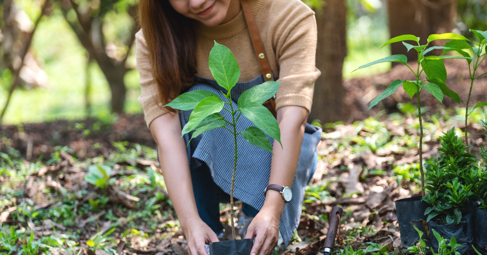 South Korea planted more than ten billion trees after the Korean War — and the volume of wood standing on its hills has risen roughly thirtyfold since 1953