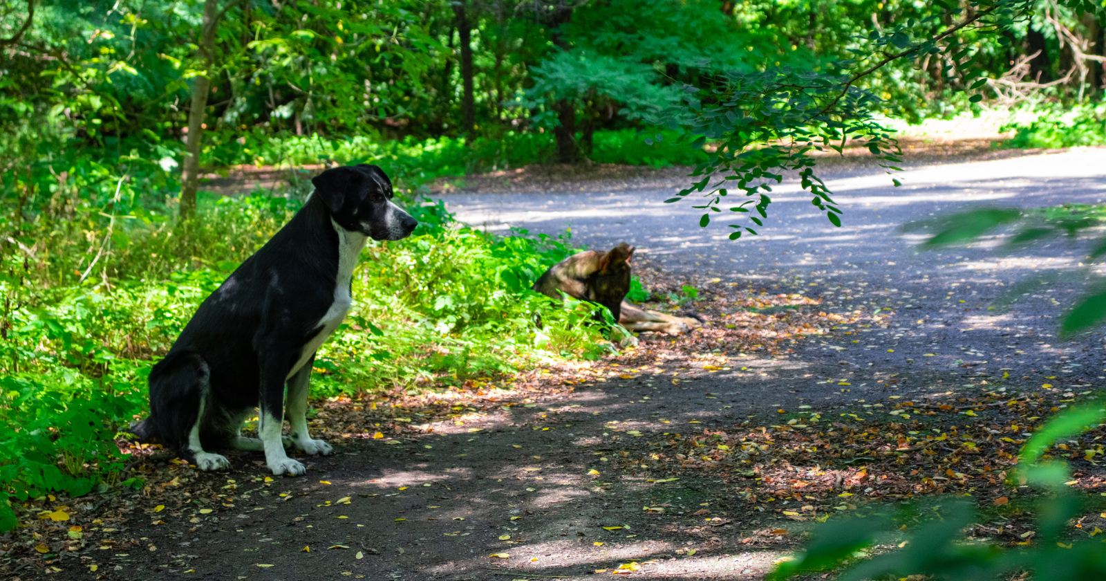 A study of 302 free-roaming Chernobyl dogs found two genetically distinct populations just 16 kilometres apart, but when researchers went looking for extra mutations to explain the split, they could not find any
