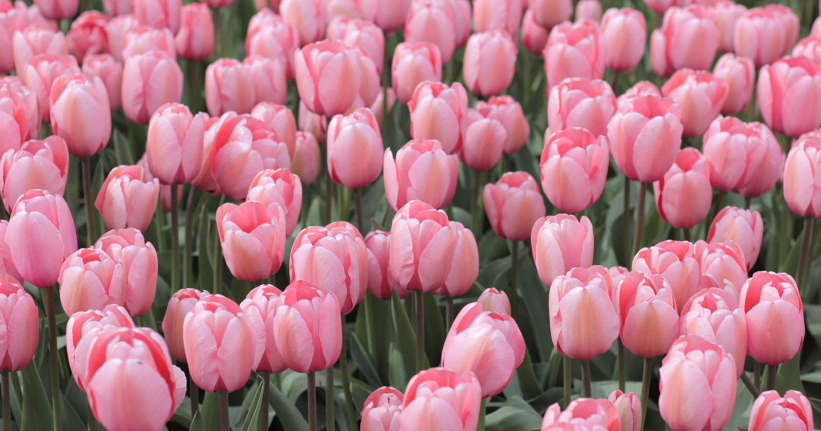 Much of the familiar story of Dutch tulip mania traces back to one Scottish journalist writing in 1841, and much of his account ultimately came from satirical pamphlets written to mock the speculators. The drowned investors, the widespread ruin, the sailor jailed for eating a bulb — Goldgar found no archival evidence for them.
