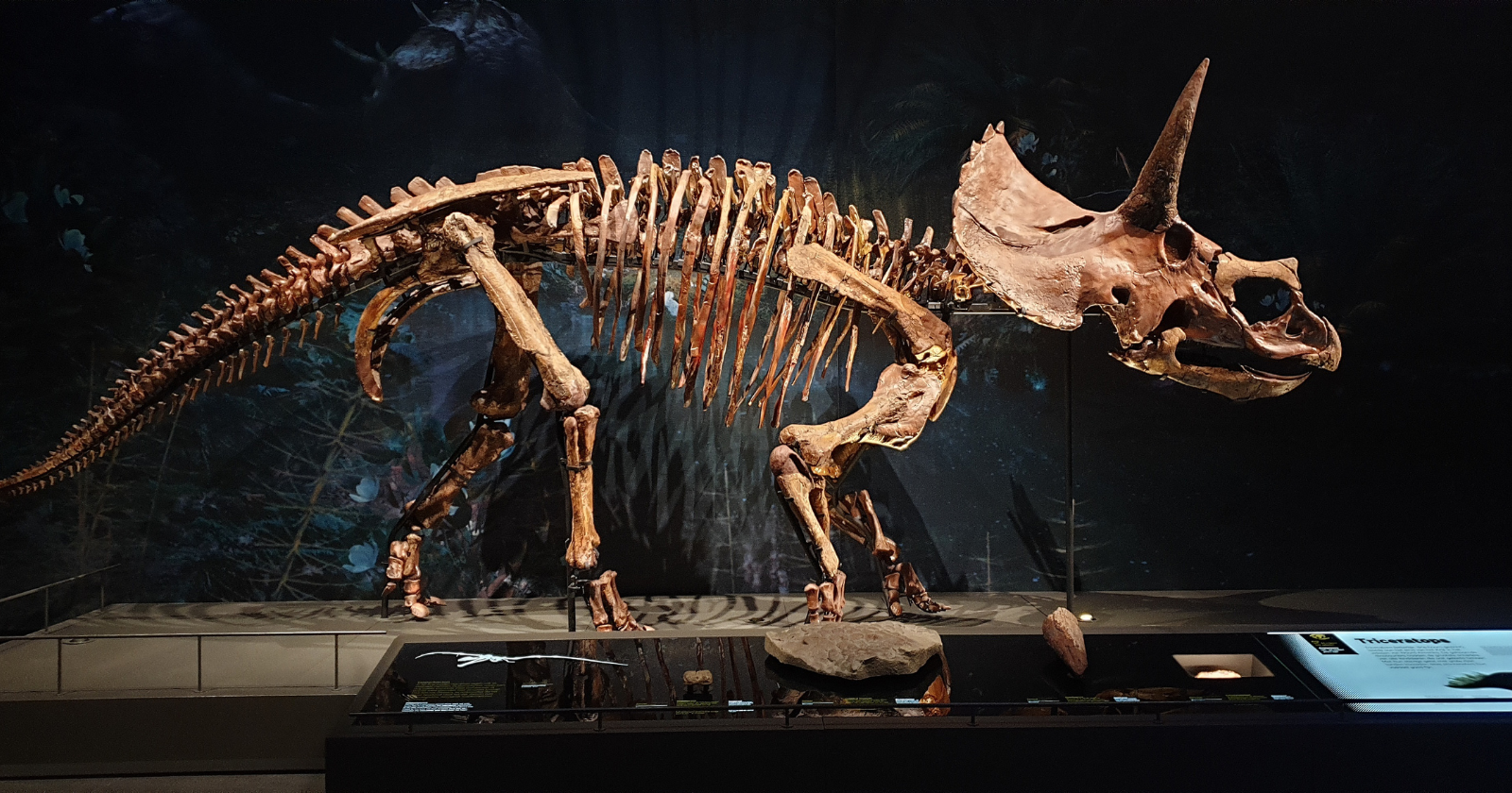 Photo: Spacedaily About 70 million years ago, a year had roughly 372 days, which means each day ran about half an hour shorter than yours. The
