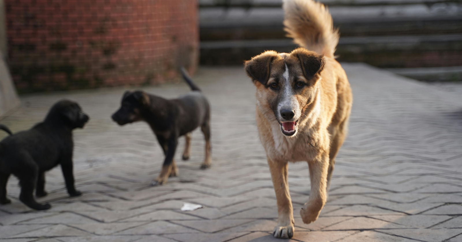 A study testing 458 free-ranging dogs in India found a clear preference for yellow over blue or grey — and in one test, 47 of 61 dogs approached an empty yellow bowl before a grey bowl topped with chicken