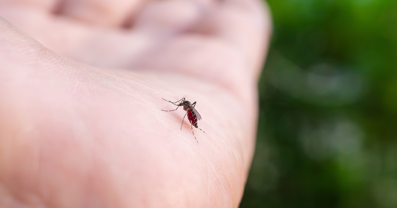 Mosquitoes bite some people far more than others, and it has nothing to do with sweet blood — one research team traced it to the oily film on our skin, where certain fatty acids help create body odour