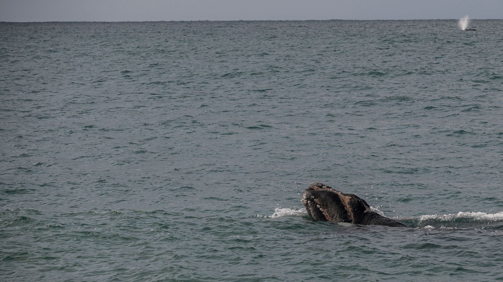 blue whale surfacing