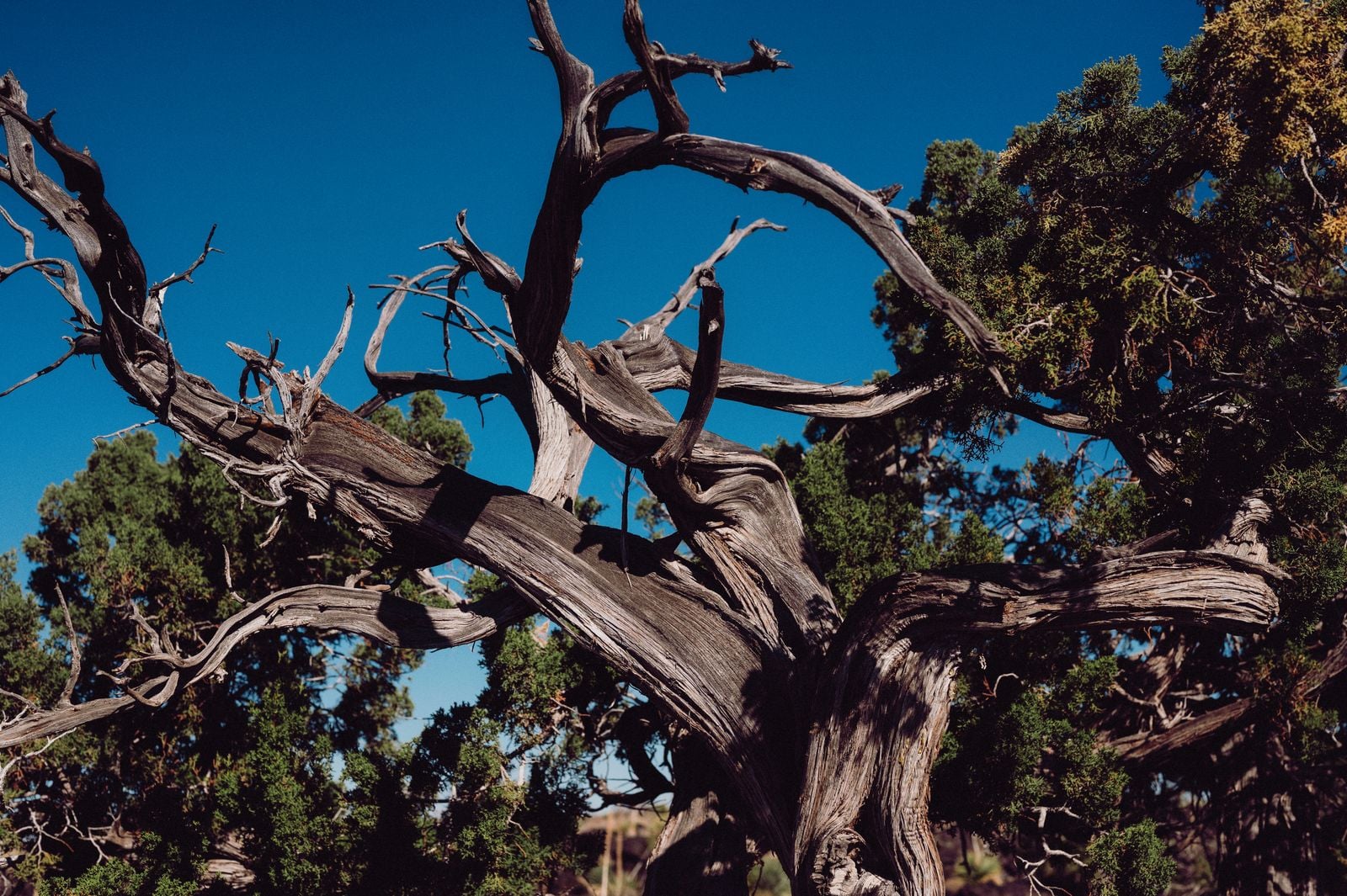 Bristlecone pines growing in the White Mountains of California include one individual that germinated around 3050 BCE, meaning it was already 500 years old when the first stones of the Great Pyramid at Giza were cut, and it is still putting out needles this year