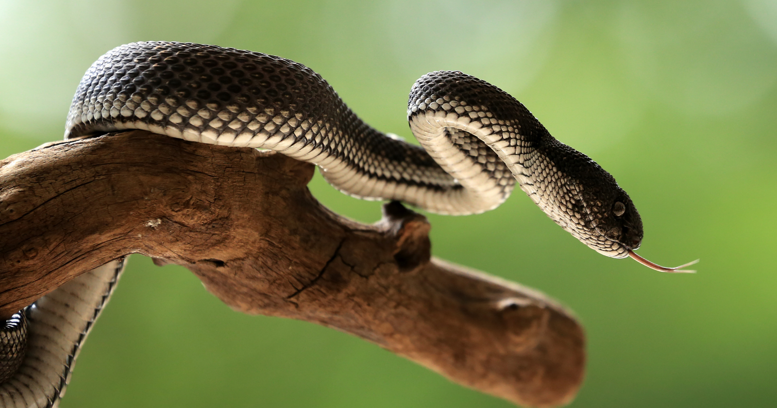 Since 2021, Guam power crews have collected electrocuted brown tree snakes for USGS biologists after outages, the invader's long body bridging two live wires at once and turning a climbing animal into the missing piece of an electrical circuit
