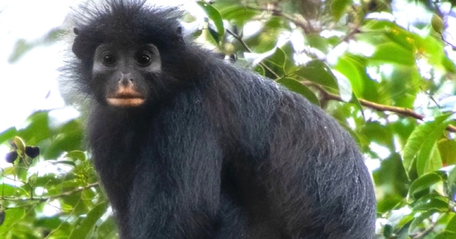 New Orange-Lipped Monkey Species Discovered in Congo Rainforest - News Directory 3