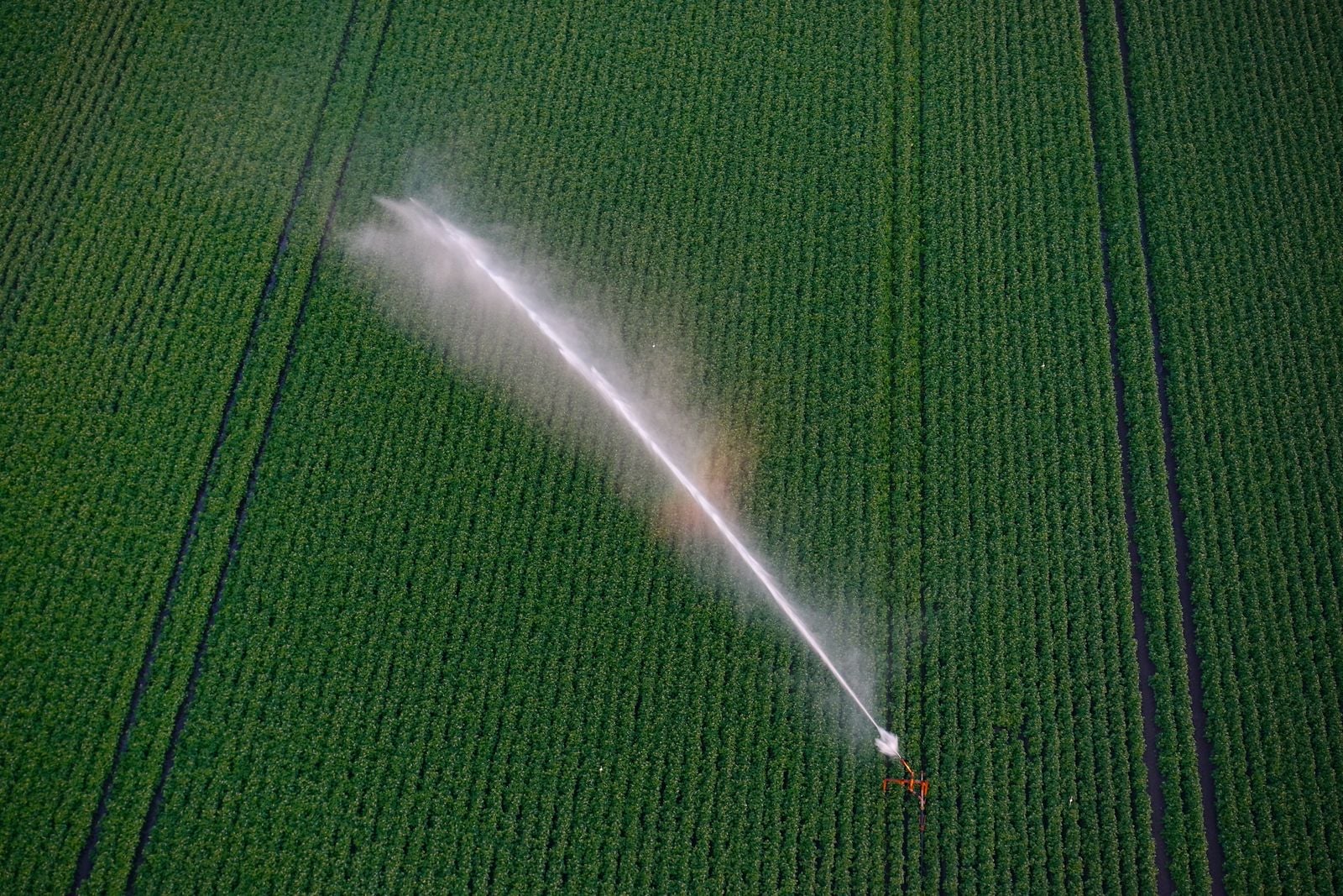 cotton field irrigation
