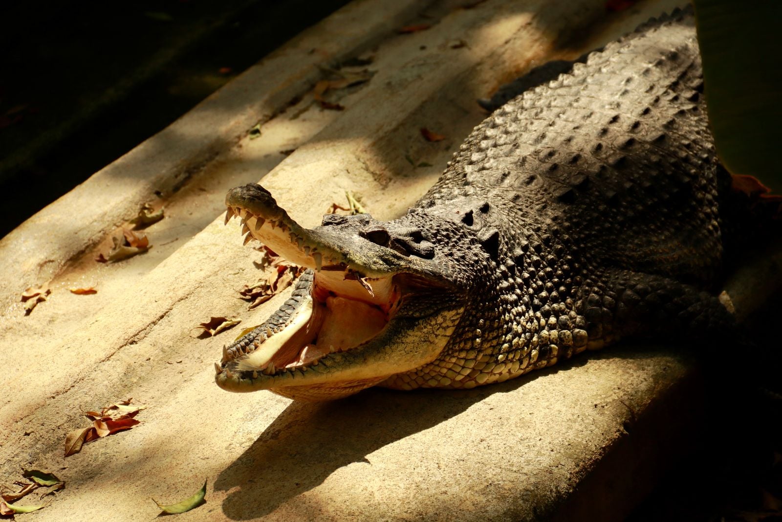 crocodile snout taped