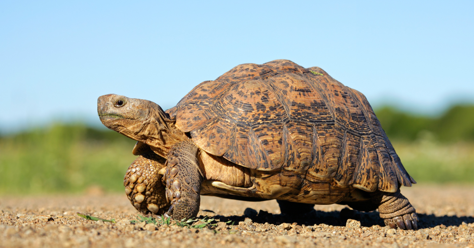 Surveys at the Ivanpah solar site in the Mojave predicted at most 32 desert tortoises, and crews then unearthed close to 1,000, halted construction for three months and spent 56 million dollars relocating them, with one juvenile carried off to an eagle nest, microchip still pinging