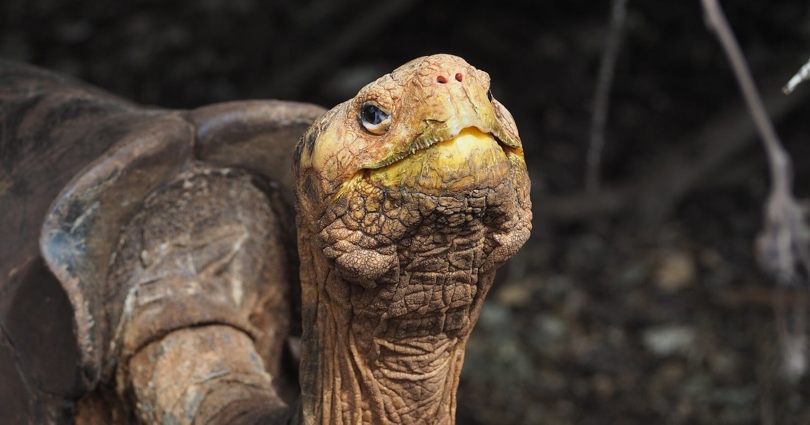 A Galápagos tortoise species was down to 14 known survivors when a worldwide search turned up one more male living at the San Diego Zoo, and after he was shipped to the Galápagos in 1977 to breed, the rangers who carried "Diego" back to his island in 2020 left him among roughly 2,300 wild tortoises