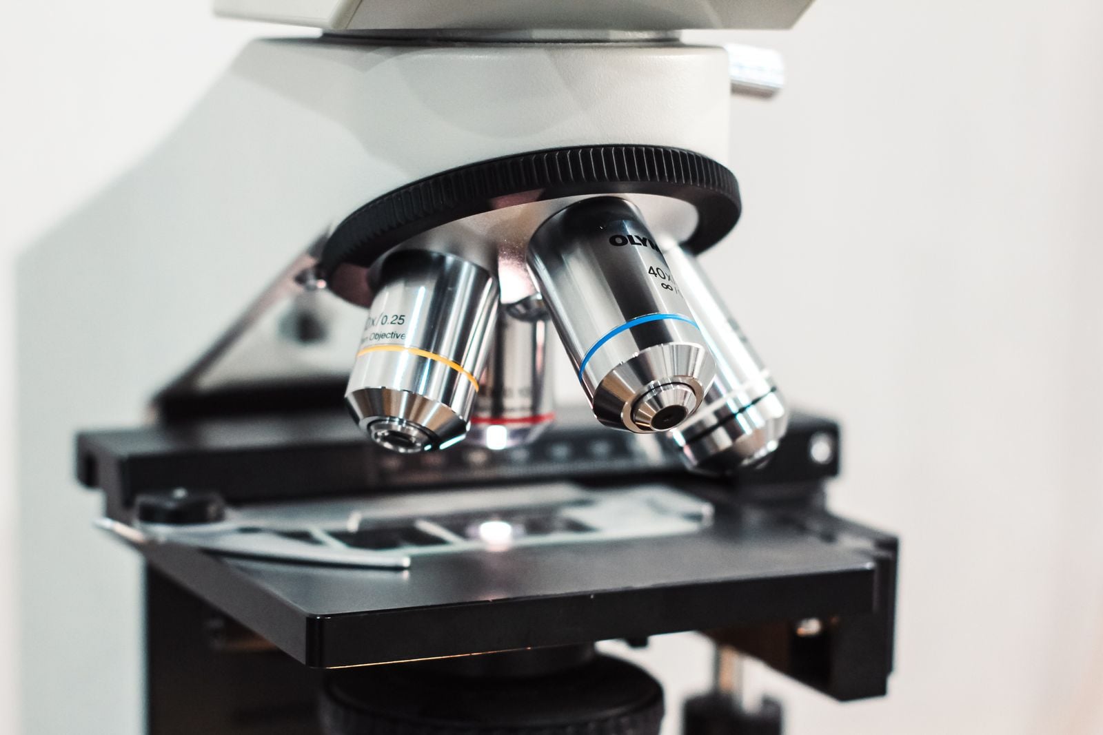 freshwater hydra microscope