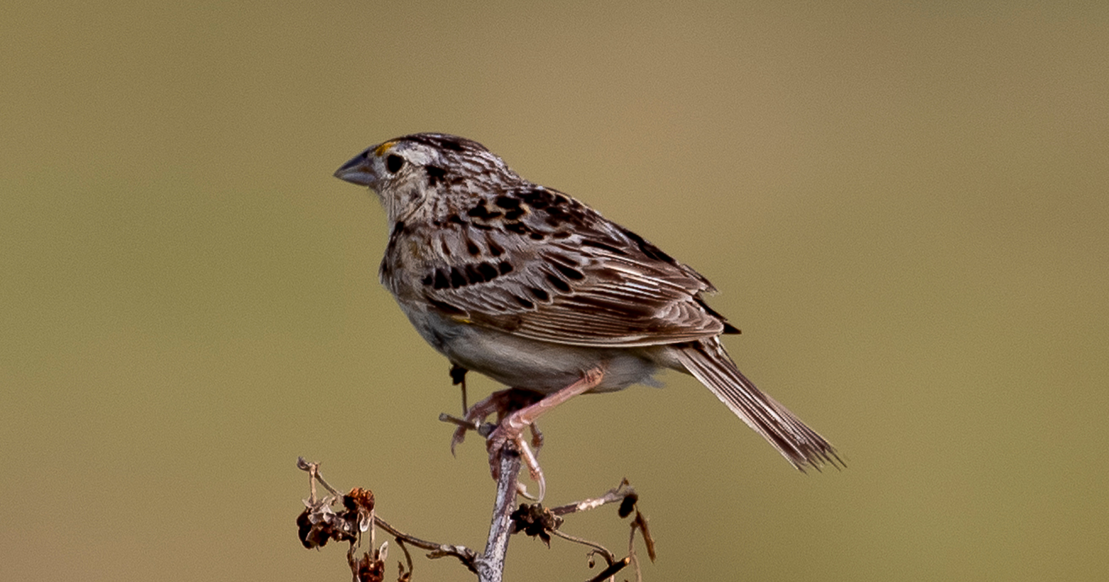 The grasshopper sparrow has lost 97 percent of its New York population, and its loudest comeback is on the capped 2,200-acre Fresh Kills landfill on Staten Island, where over 50 pairs nested in one season, because a trash mound sealed under plastic cannot grow trees, so it stays grassland forever
