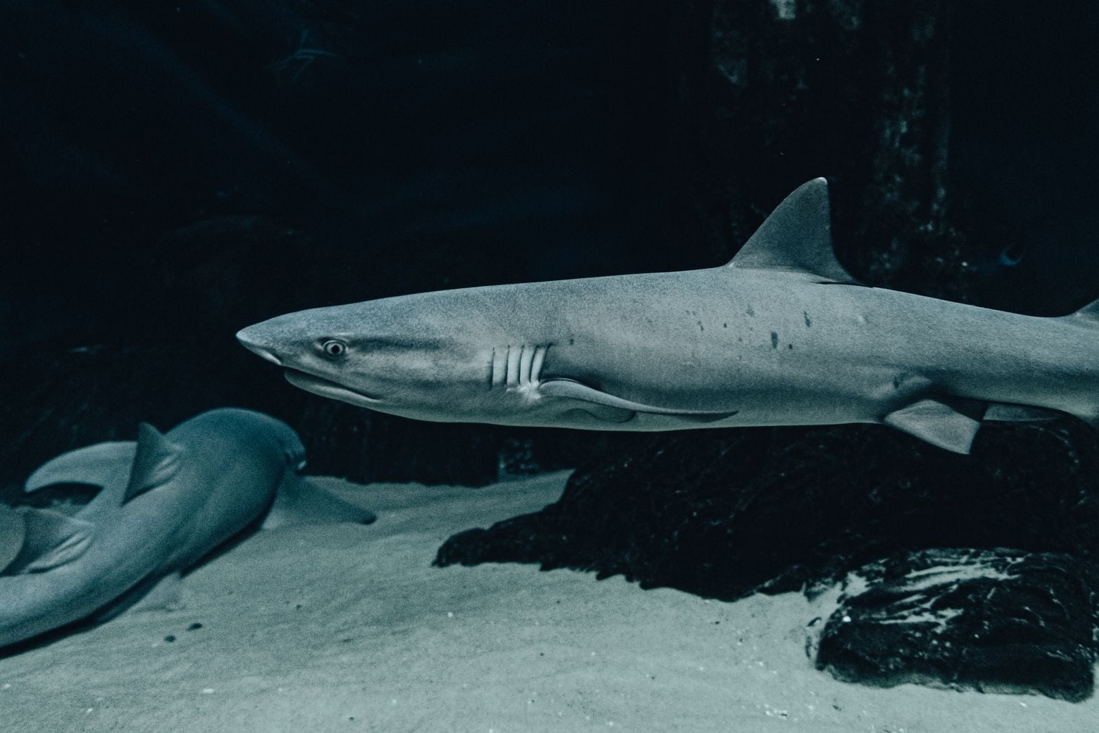 Greenland shark swimming