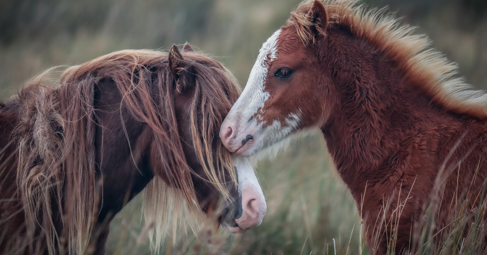 On a wind-scoured island off Nova Scotia, closely related feral horses turned out to share more similar gut bacteria than chance allows — and this heritable microbiome is tied to survival and shaped more by company than by bloodline, the first time that combination has been shown in a wild animal.