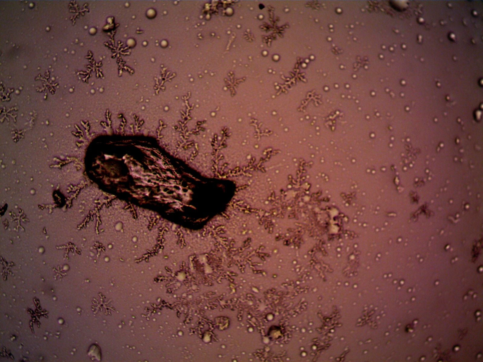 hydra regenerating tentacles