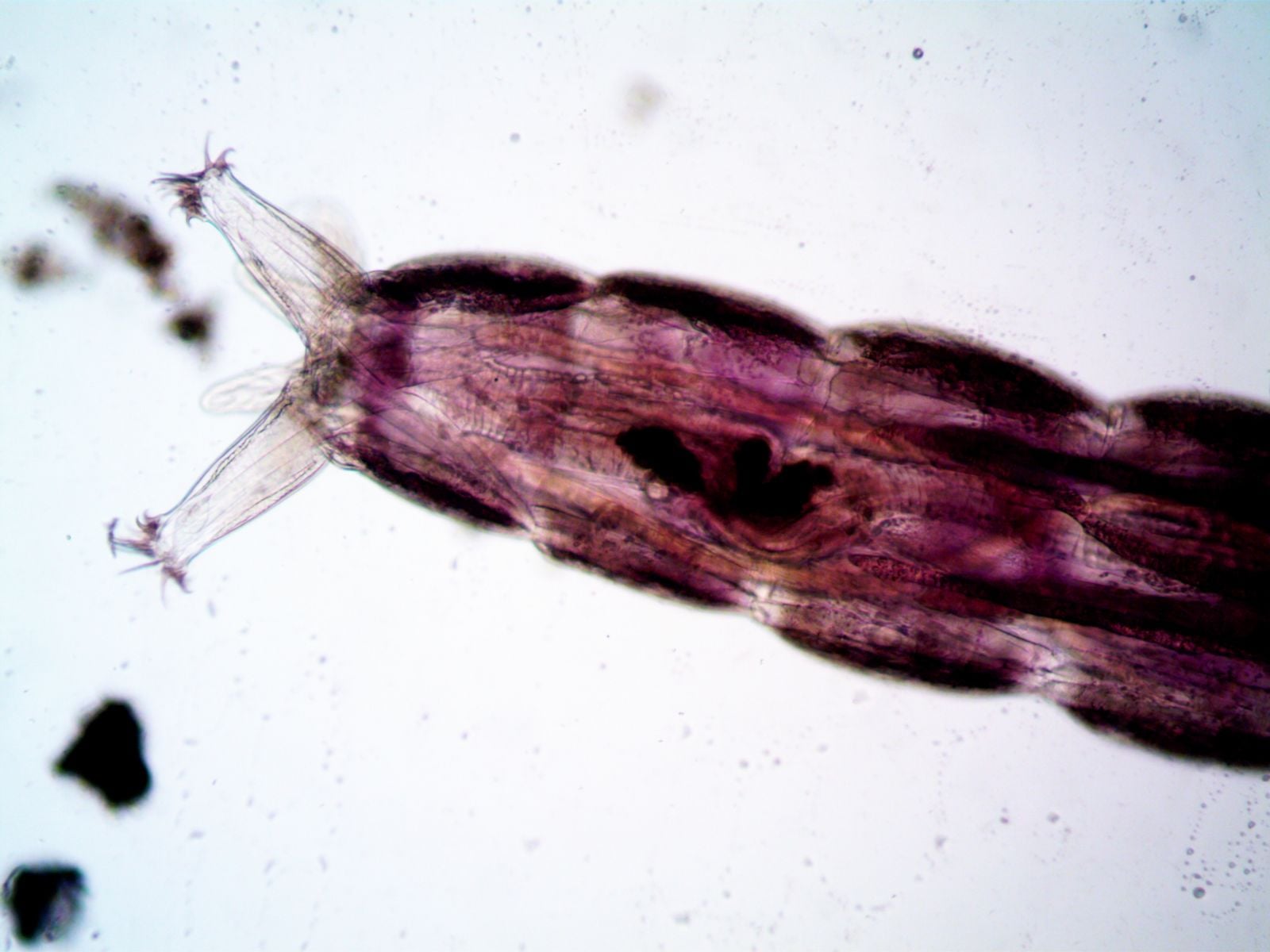 hydrozoan polyp microscope