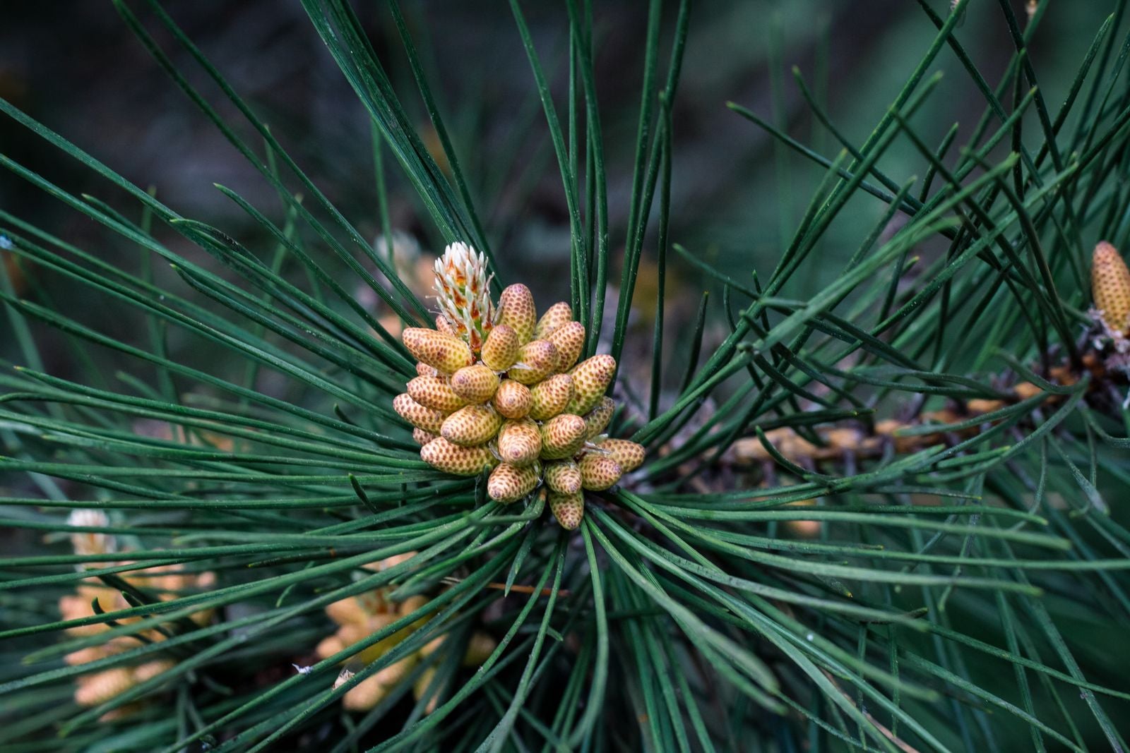 In 1994, a bushwalker rappelling into a sandstone canyon 150 kilometres from Sydney found a stand of trees with waxy bubbled bark that matched fossils 90 million years old, and the Wollemi pine turned out to be a species everyone had assumed died with the dinosaurs