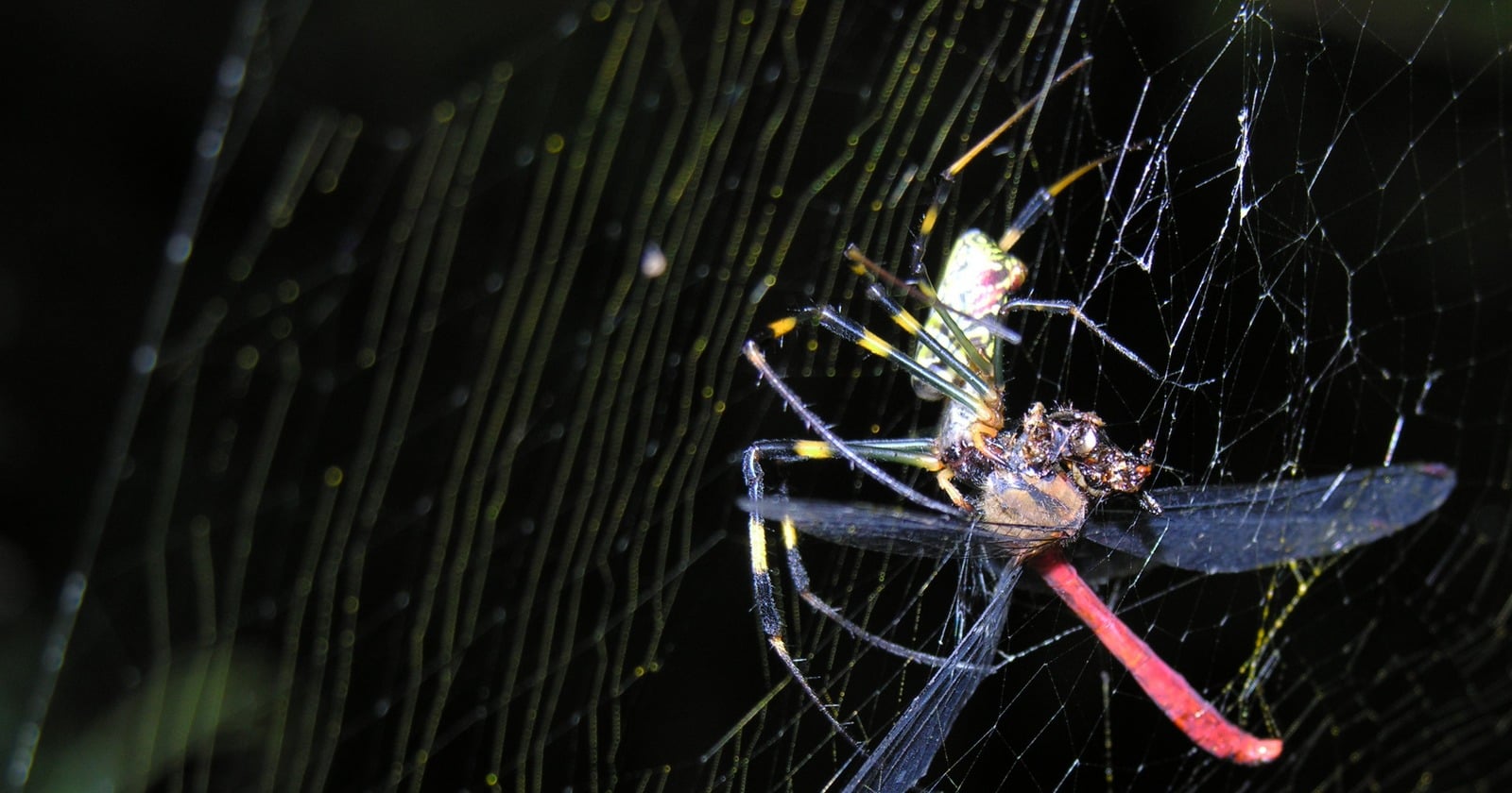 Joro spiders' common prey families came out 10 to 25 percent apart from the native orb weavers' in a gut-content DNA study of 356 spiders at 52 sites in Georgia and South Carolina — and where the Joros were present, the natives' guts were not distinguishable from sites without them