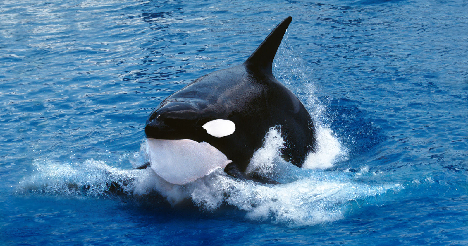 Killer whales in Puget Sound have started balancing dead salmon on their heads again, and the detail that stops researchers isn't the behaviour but the date, because the last time the fad swept the pods was 1987, meaning at least one whale may have carried the memory for 37 years.