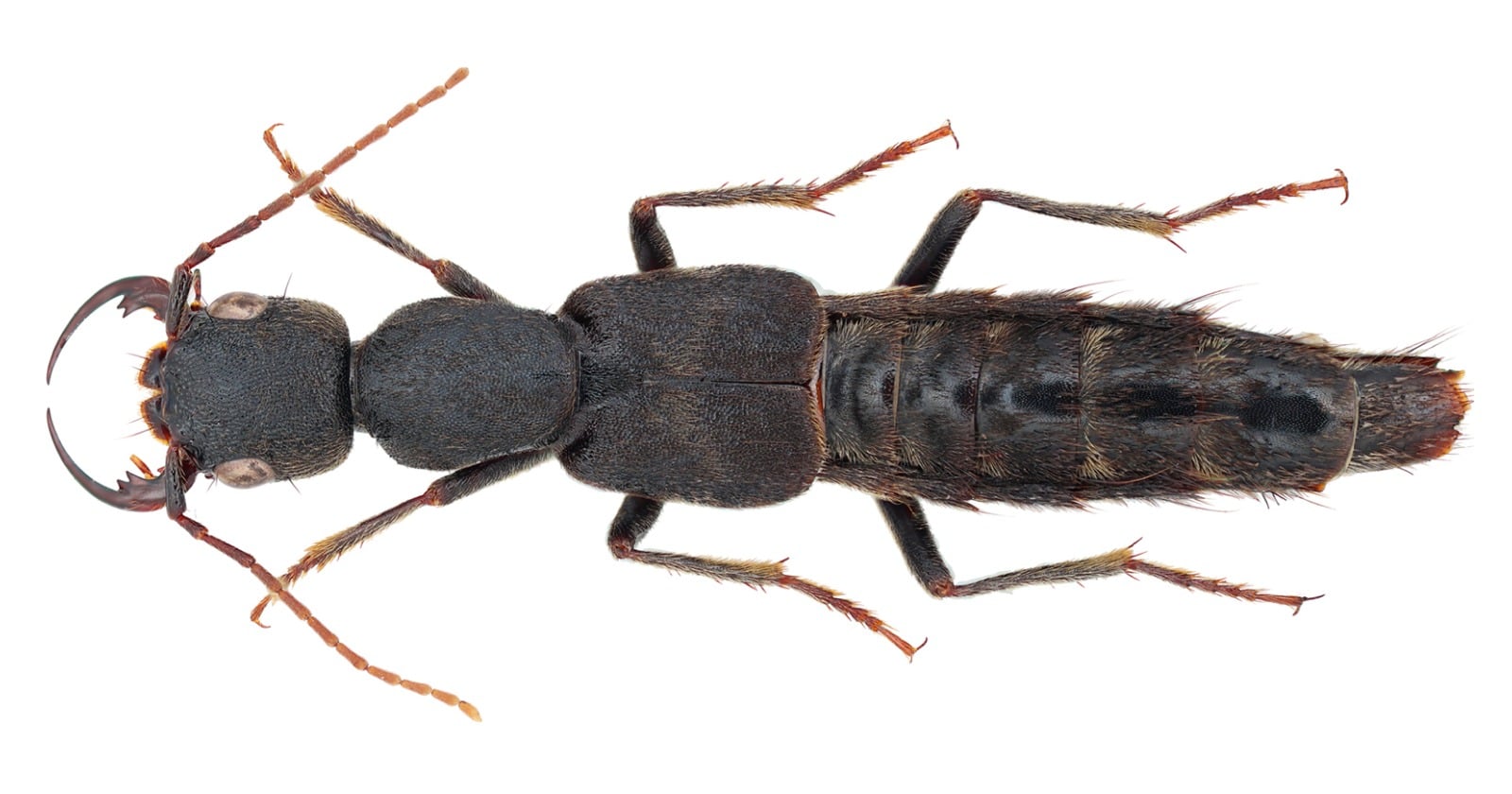Why did taxonomists name a new rove beetle genus Luffy, after the One Piece pirate whose arms stretch?