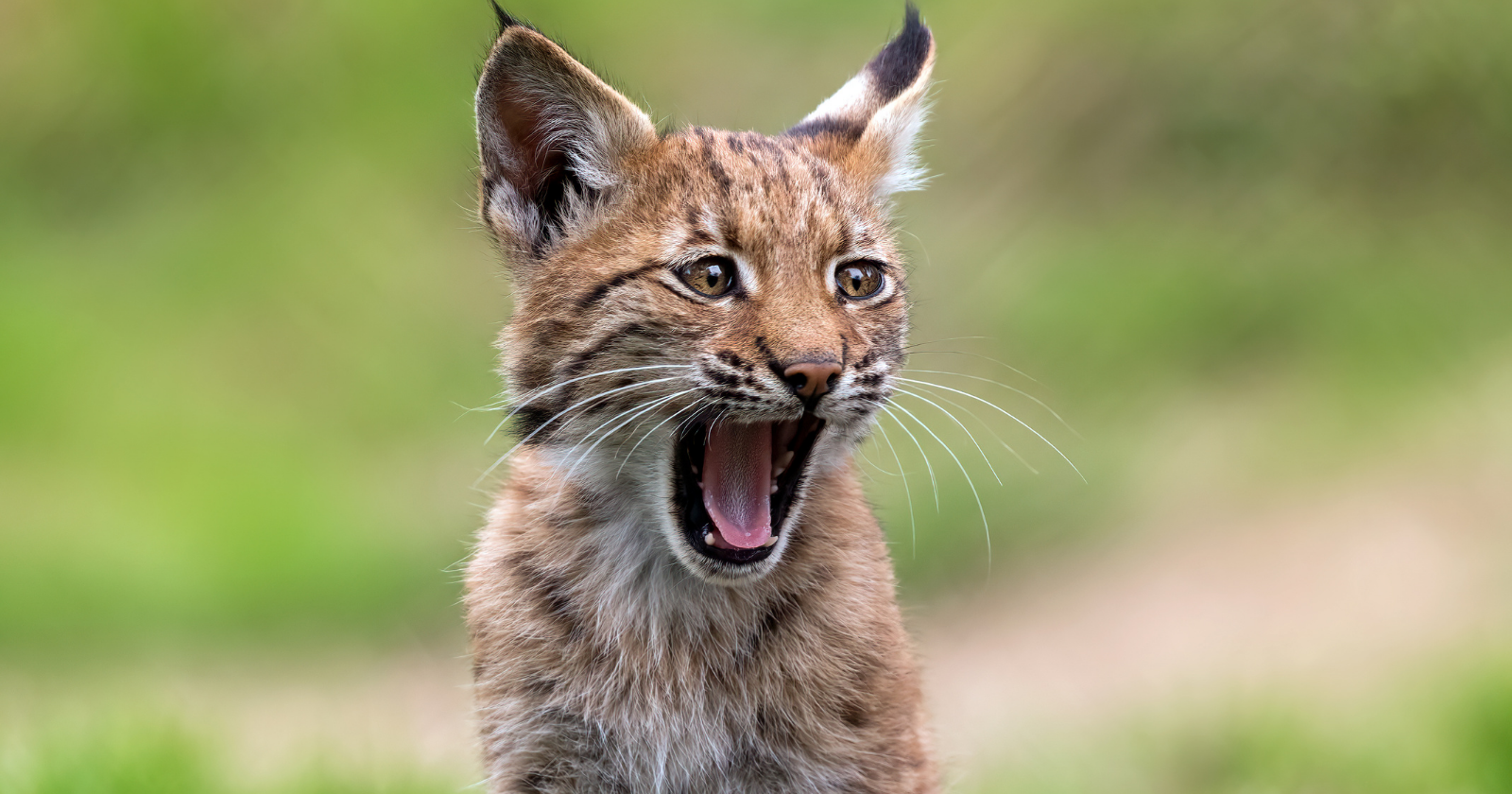 Camera traps at water troughs in the Montes de Toledo recorded an Iberian lynx carrying a freshly killed rabbit to the edge, lowering it into the water, holding it under, then pulling it out to eat — eight events by five different females, and no carnivore had ever been filmed soaking its prey