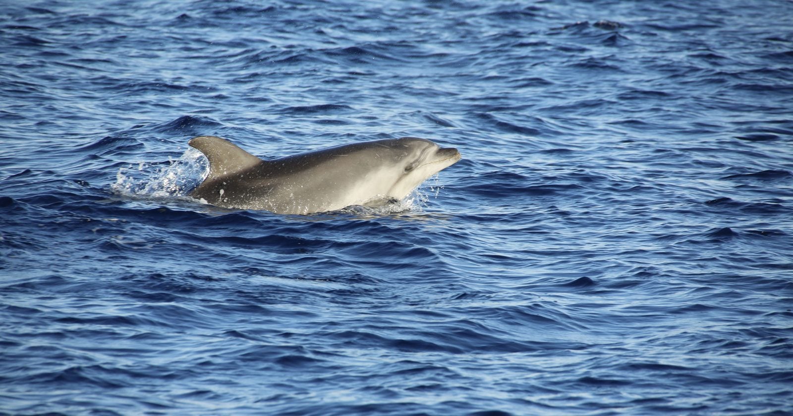 A drone caught Maserati the dolphin lifting a football-sized shell to trap a fish, then her calf picking it up and trying the same