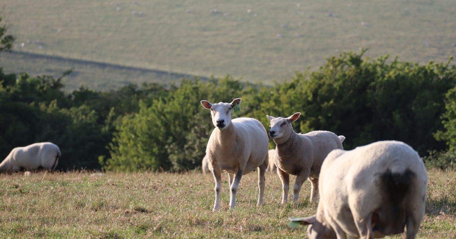 A sheep separated from a flock member for over two years will still recognise that face — and researchers measuring brain activity found the neural circuits held a selective encoding of the individual