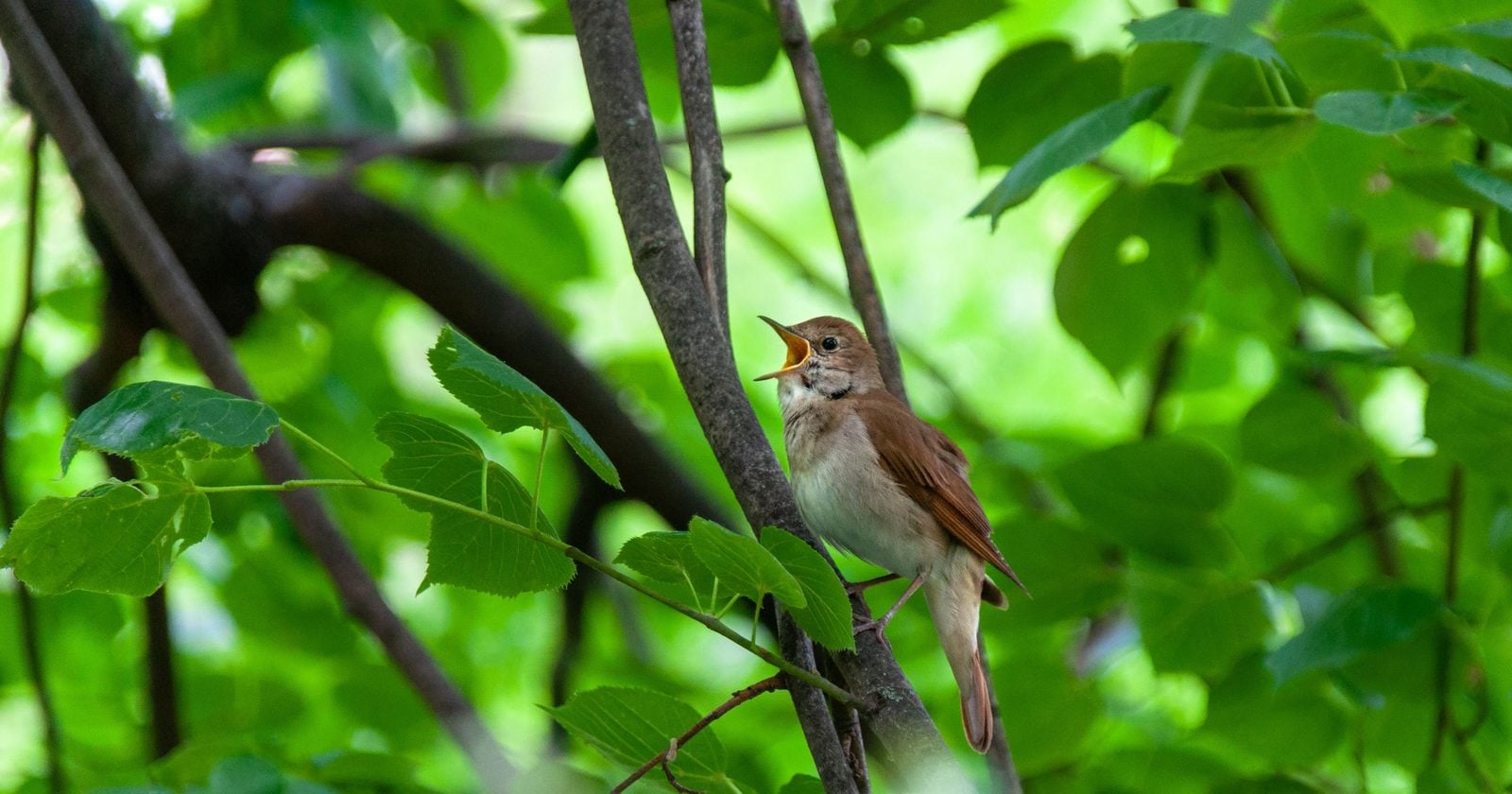 Berlin's nightingales turn up their volume as traffic noise rises: researchers found males in noisier territories sang louder, with rush-hour birds even singing louder on weekday mornings than on quieter weekend mornings
