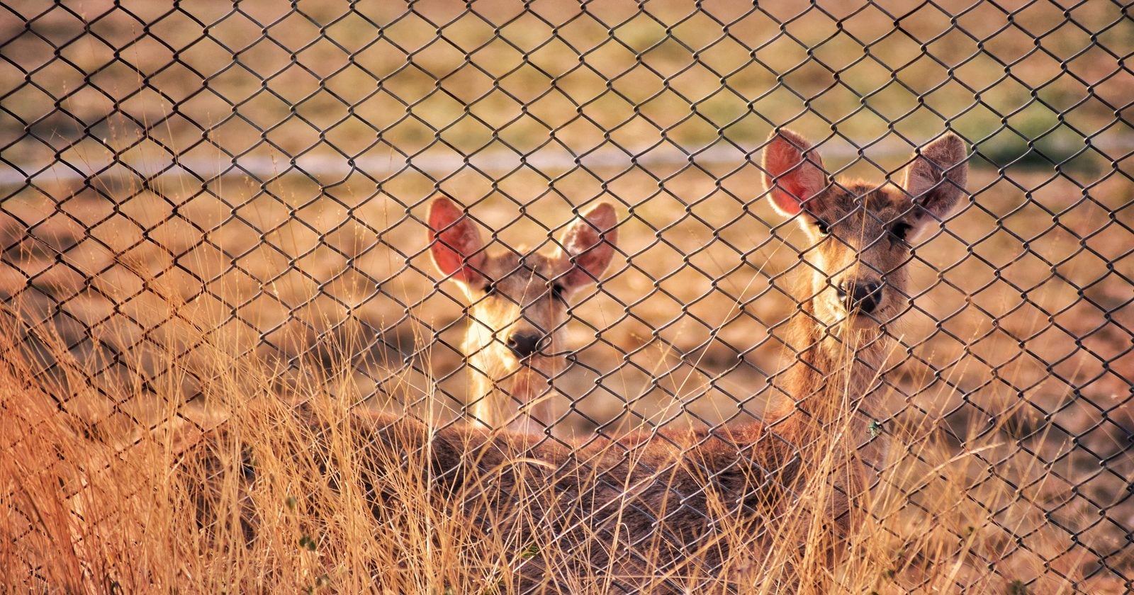 Ecologists studying Korea's richest surviving habitat are not permitted to walk into it: they identify goral and musk deer through binoculars from behind the fence and on remote cameras, escorted by soldiers, and the survey stops where the minefield starts