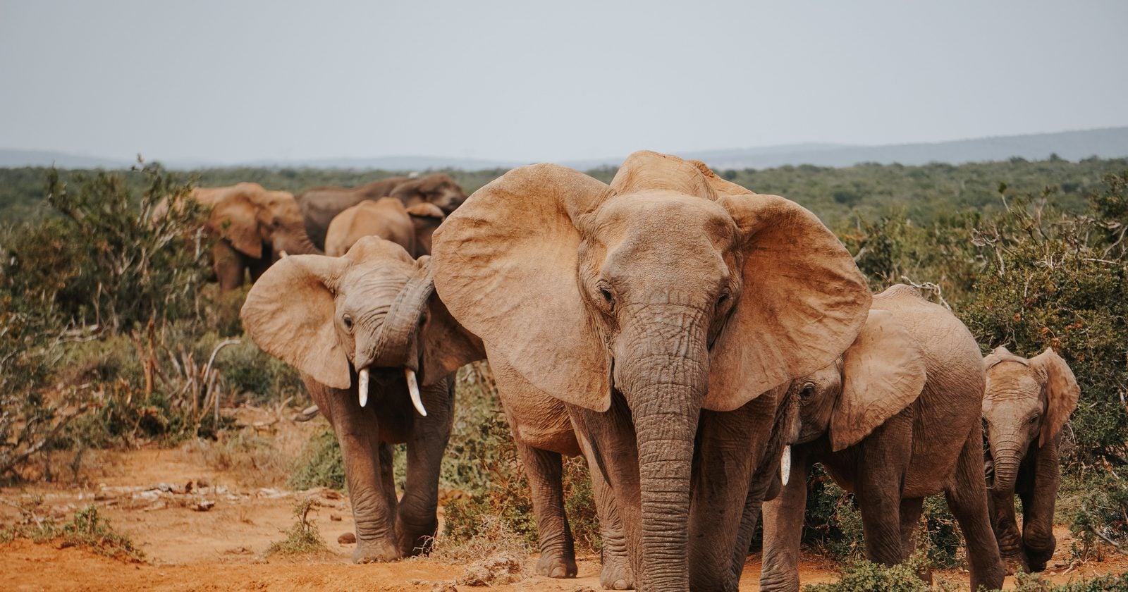 Every wild land mammal on Earth — elephants, deer, wolves, mice and the rest — adds up to only about 20 million tonnes, a 2023 study estimated, roughly three kilograms per person, compared with about 390 million tonnes of humans