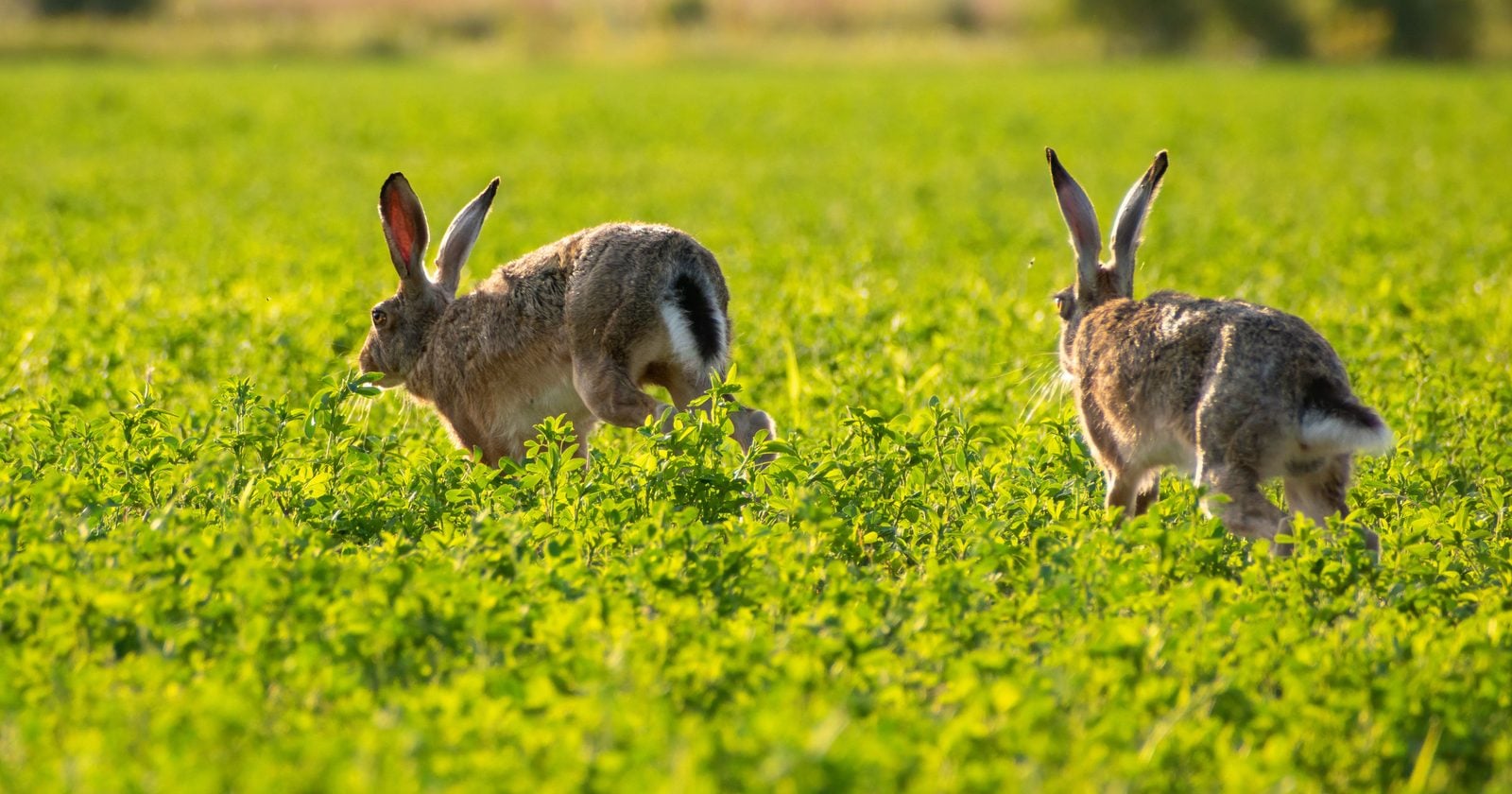 In 1859, Australian landowner Thomas Austin imported 24 wild rabbits from England and released 13 of them at his Barwon Park estate so he and his friends would have something familiar to hunt — and their descendants spread across almost the entire continent within 50 years.