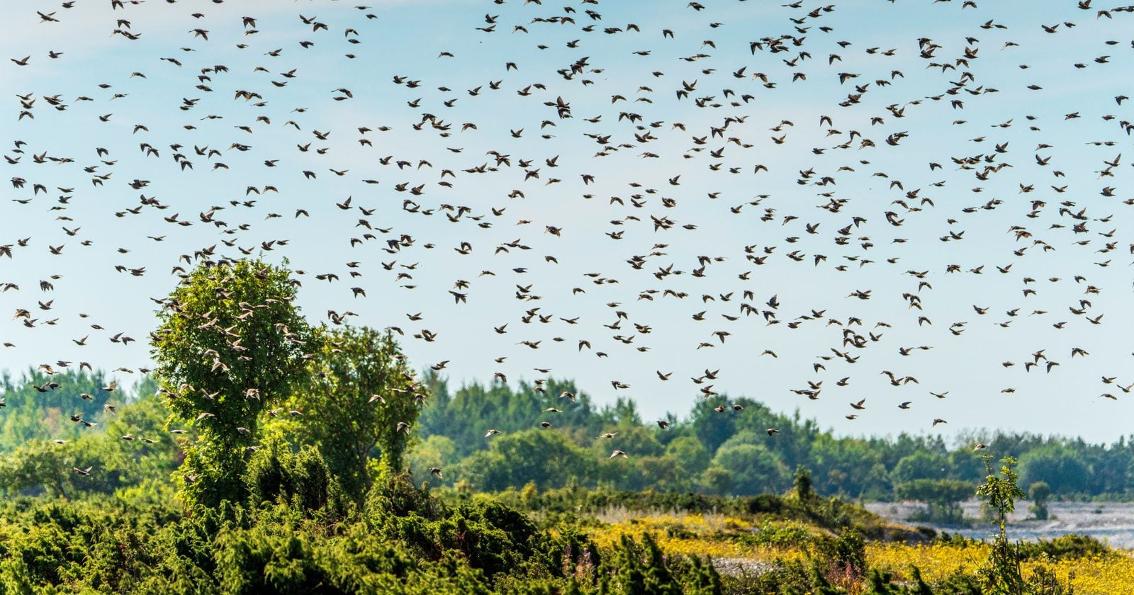 In 1890 and 1891, New York pharmaceutical manufacturer Eugene Schieffelin released about 100 European starlings into Central Park, and their descendants spread across North America, reaching roughly 200 million birds within a century before declining to a more recent estimate of about 85 million to 93 million