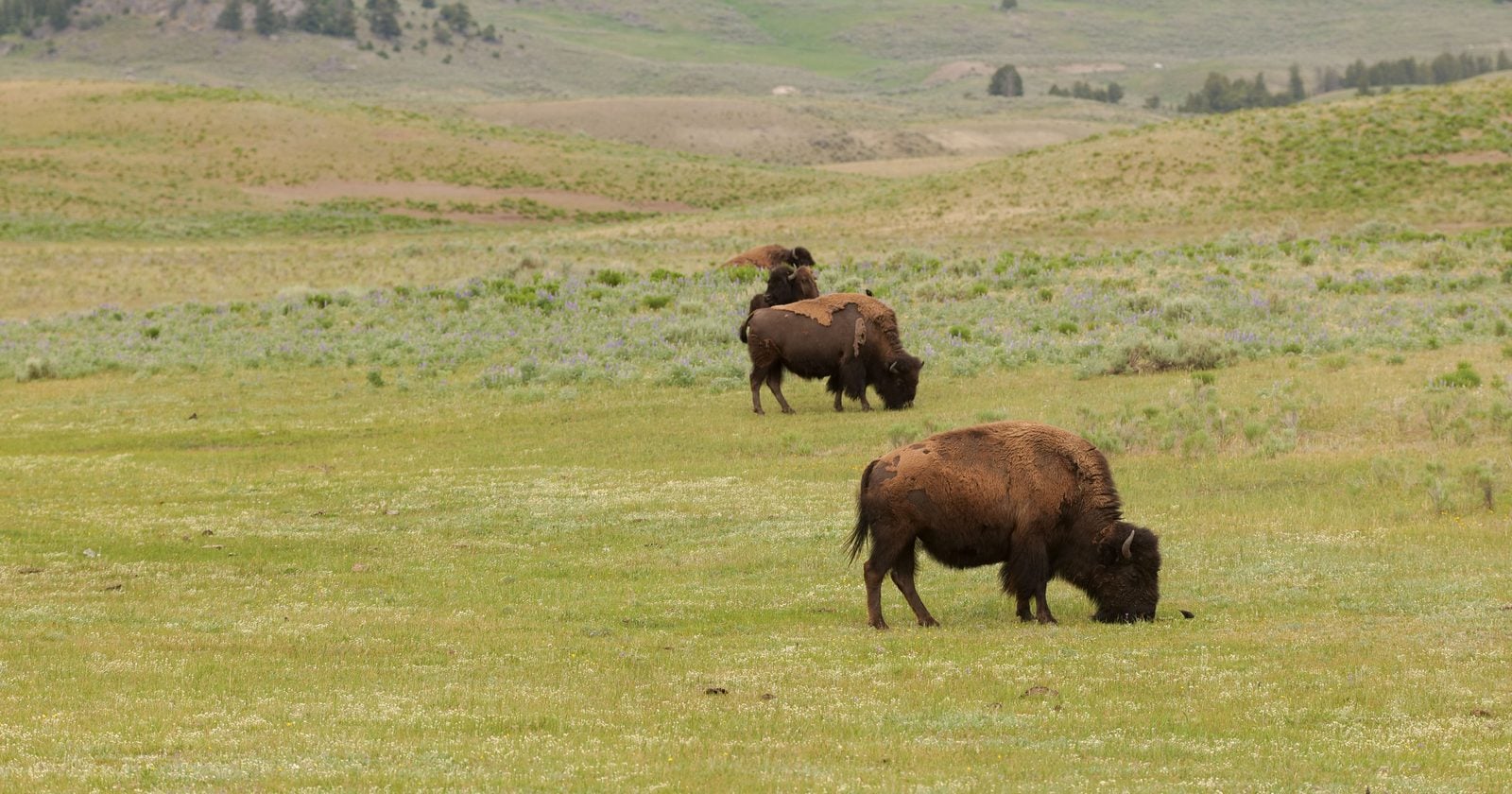 In 1989, media billionaire Ted Turner bought the 113,613-acre Flying D ranch in Montana, removed its cattle and hundreds of miles of internal barbed-wire fencing, and shifted the land to bison — 37 years later, the property supports about 4,500 of them.