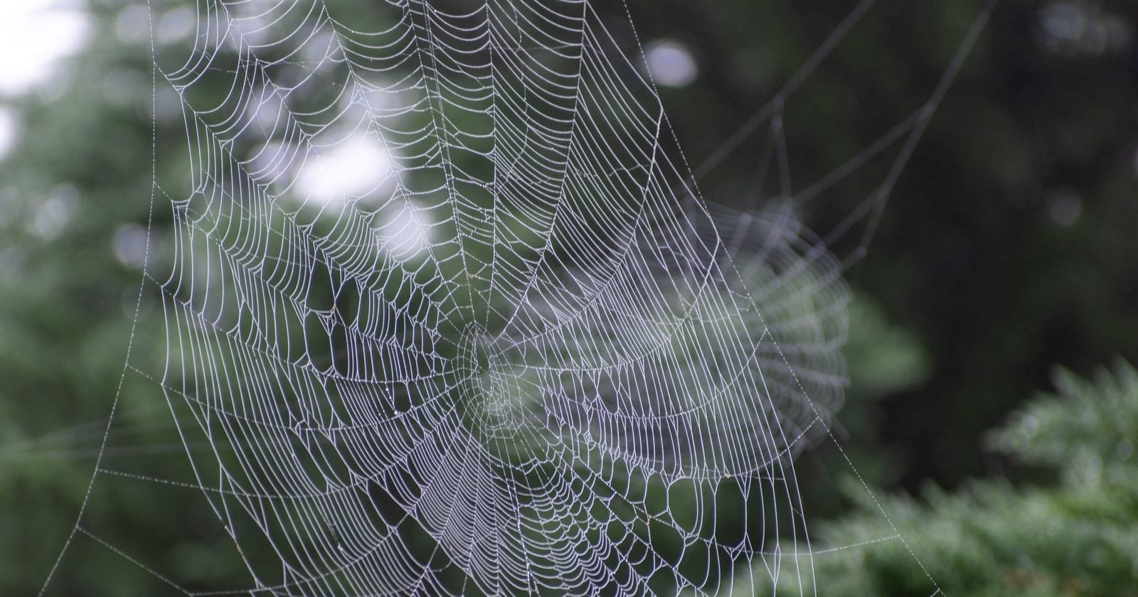 Spiders are barely noticed underfoot, but a peer-reviewed 2017 estimate put their annual global prey kill at 400–800 million tonnes — a range whose upper end is about twice the roughly 400 million tonnes of meat and fish humans consume each year