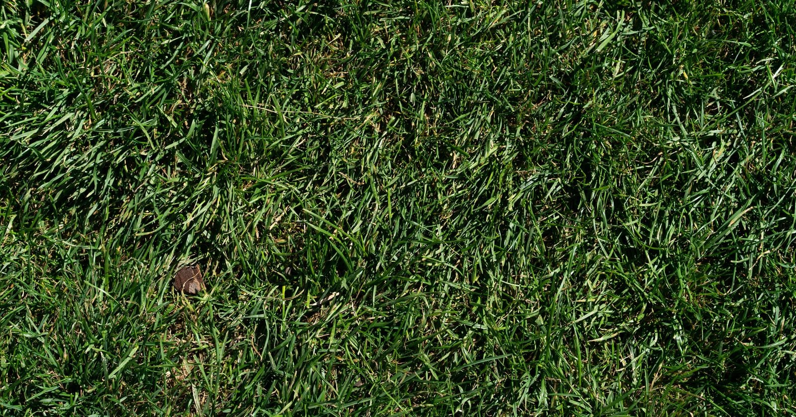The smell of a freshly mown lawn is one of the most loved scents there is, and it is also the grass releasing an emergency chemical within seconds of being cut — some of it aimed at insects.