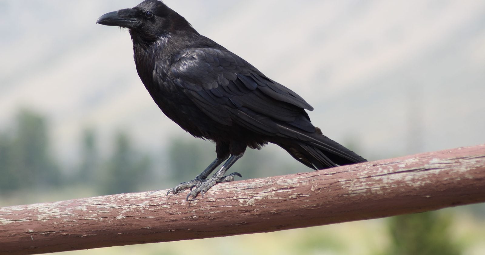 We tend to think complex planning is a primate specialty, but a 2017 study found ravens outplanned chimpanzees, orangutans and bonobos at a trading task.