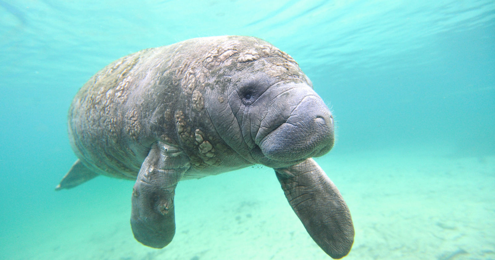 At the Cape Canaveral power plant, a single winter count found 585 manatees packed into its warm-water discharge, because prolonged exposure below 68°F can kill a tropical mammal and a cooling system built to dump waste heat has become the artificial spring it returns to