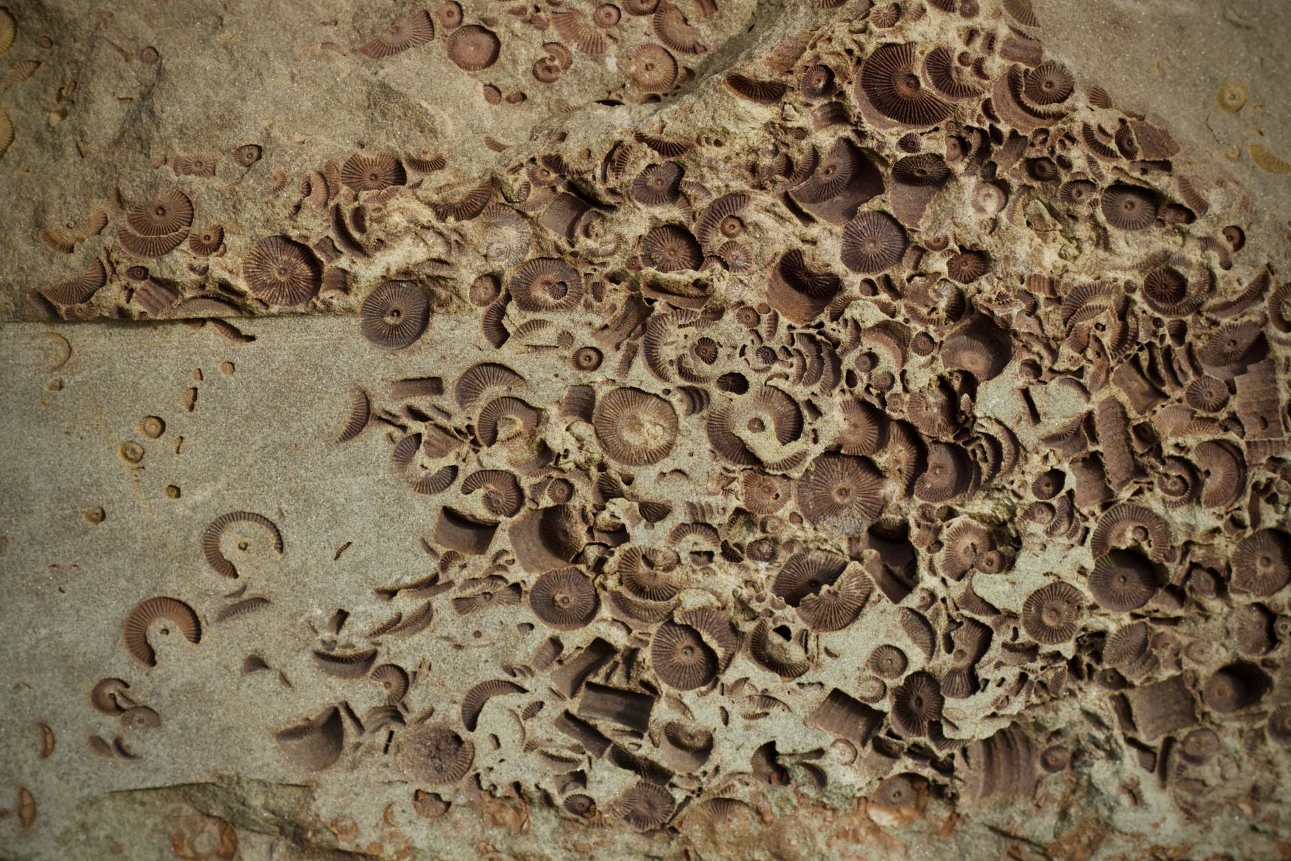 The fossil record suggests extinction crises killing 10% of species occur roughly once per million years, while events killing around 65% occur roughly once per 100 million years — but these are episodic catastrophes, not a steady countdown toward the next mass extinction.