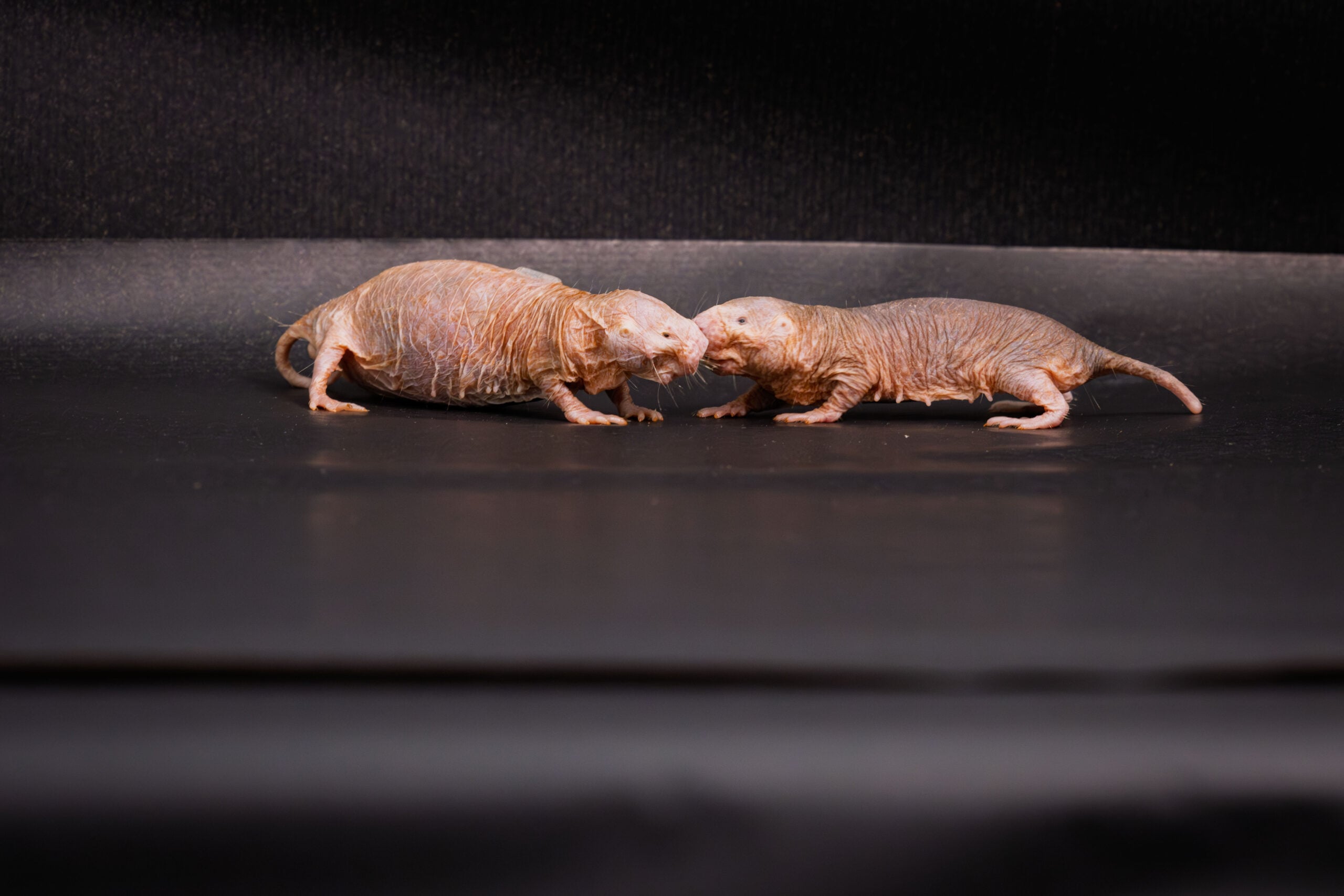 A naked mole-rat queen uses a chemical also found in skincare products to keep every other female infertile — and when scientists removed the queen but kept adding her scent, the colony remained calm and no successor took the throne