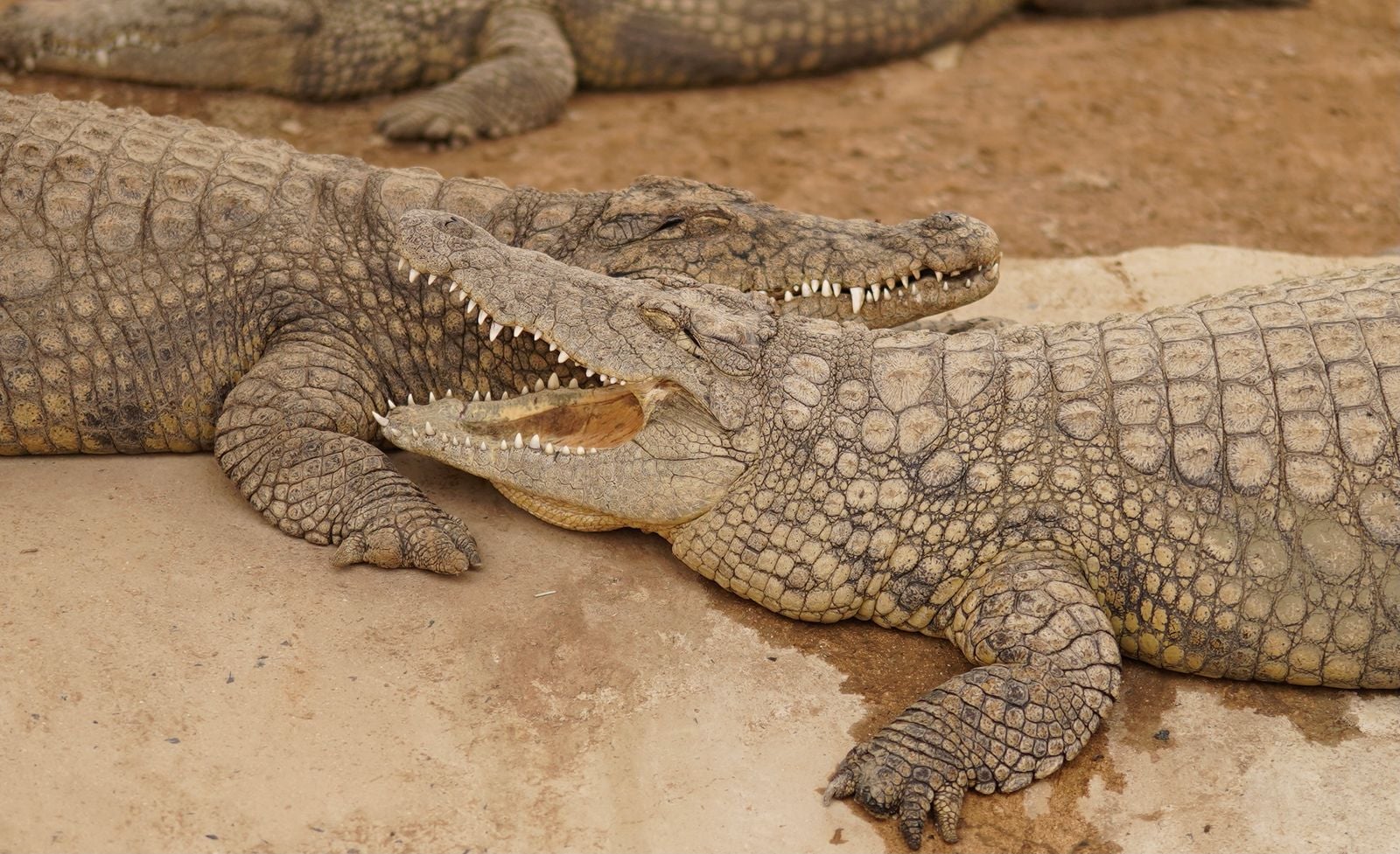 Nile crocodile jaws