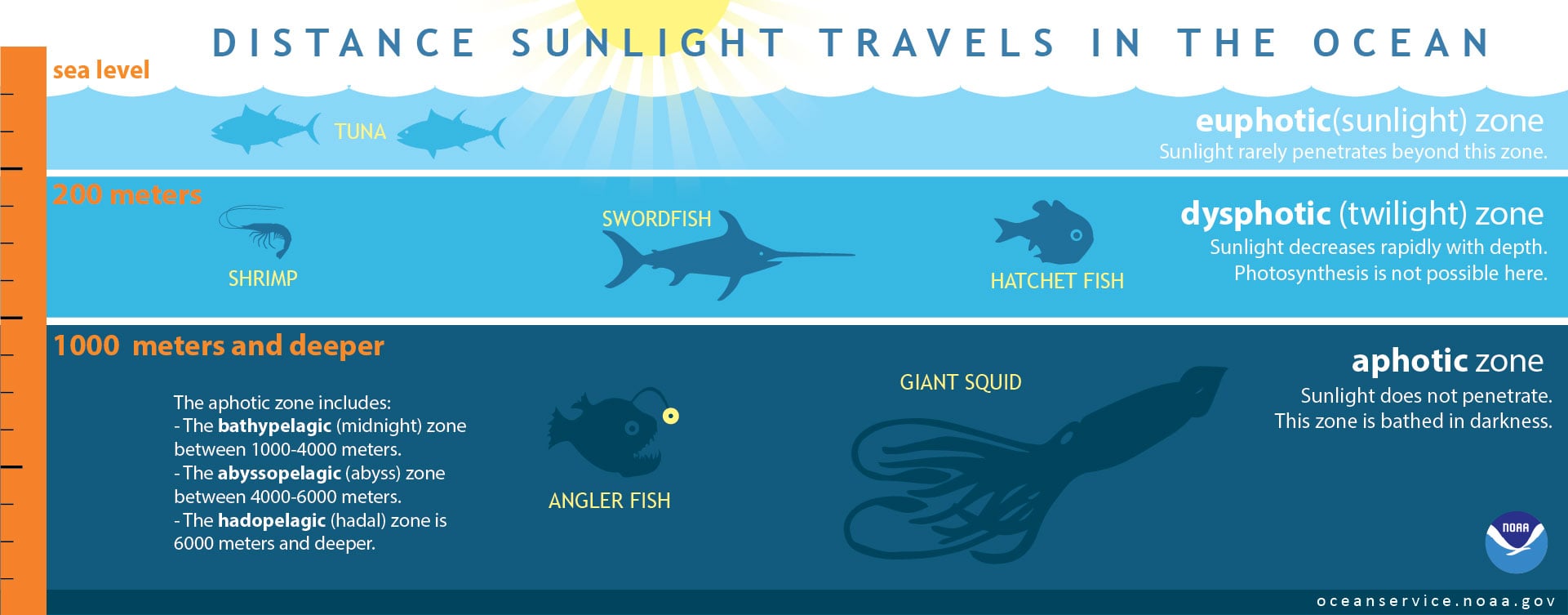 The ocean looks like one vast sunlit body of water, but below about 600 feet there is too little light for photosynthesis, and below 3,300 feet sunlight disappears entirely—leaving much of Earth’s surface in permanent darkness.