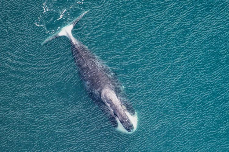 A bowhead whale living today could have been born before the American Civil War. Scientists estimate the species can live more than 200 years, while 19th-century harpoon fragments found embedded in harvested whales provide extraordinary physical evidence of their longevity — making bowheads the longest-lived mammals known.