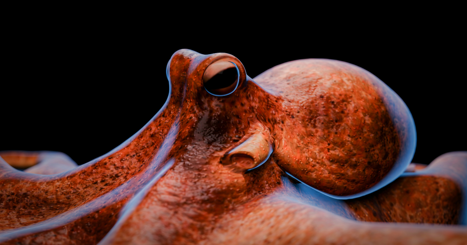 Octopuses are technically colourblind — their eyes only have one type of light-sensing cell — and yet they can match the colour beneath them in under a second, which researchers think is because their skin can sense colour directly