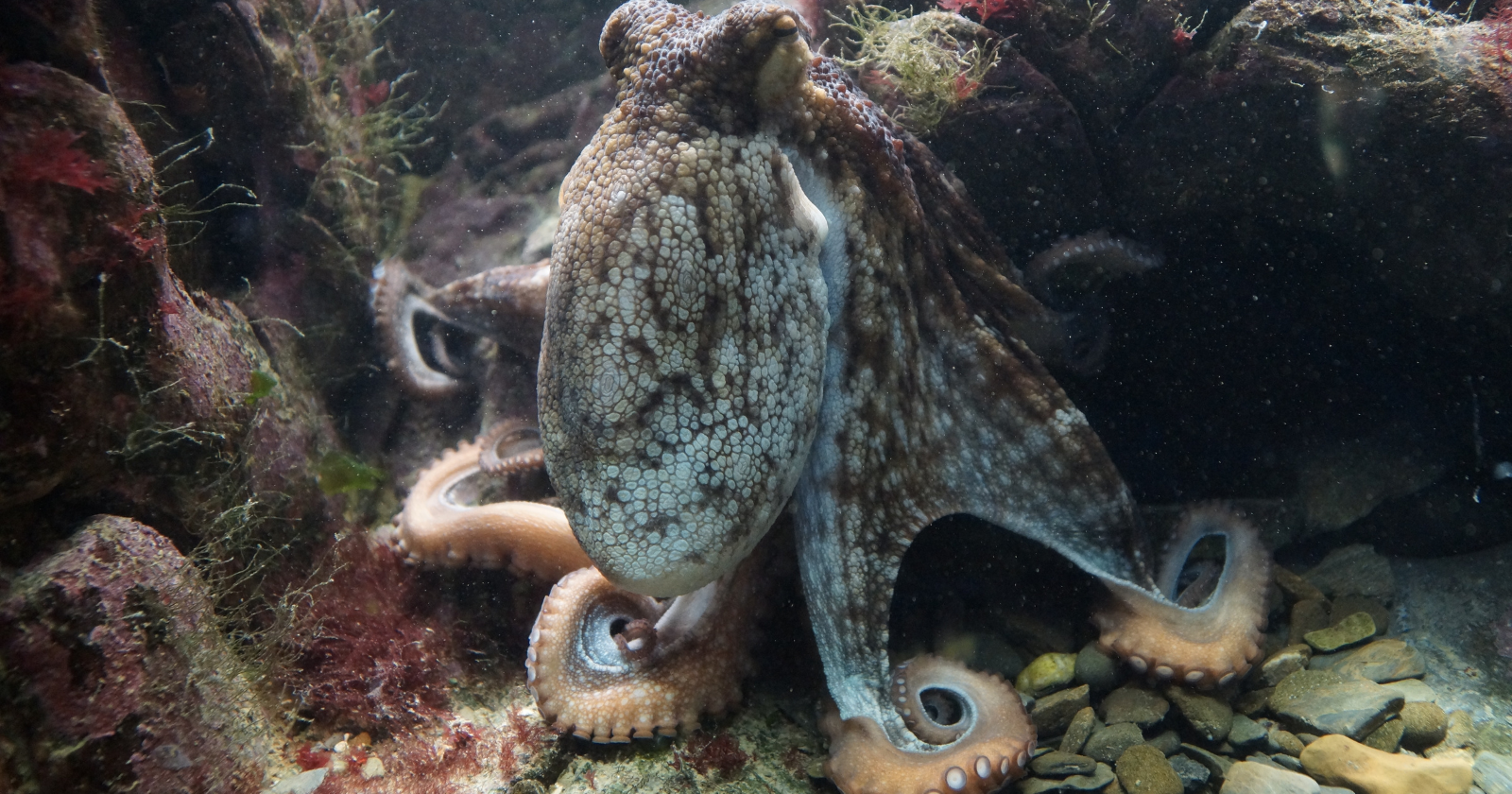 Footage from the Red Sea shows octopuses hunting side by side with fish — and when a fish partner hangs back instead of flushing prey out on cue, the octopus has been filmed punching it with an extended arm, sometimes for no food reward at all