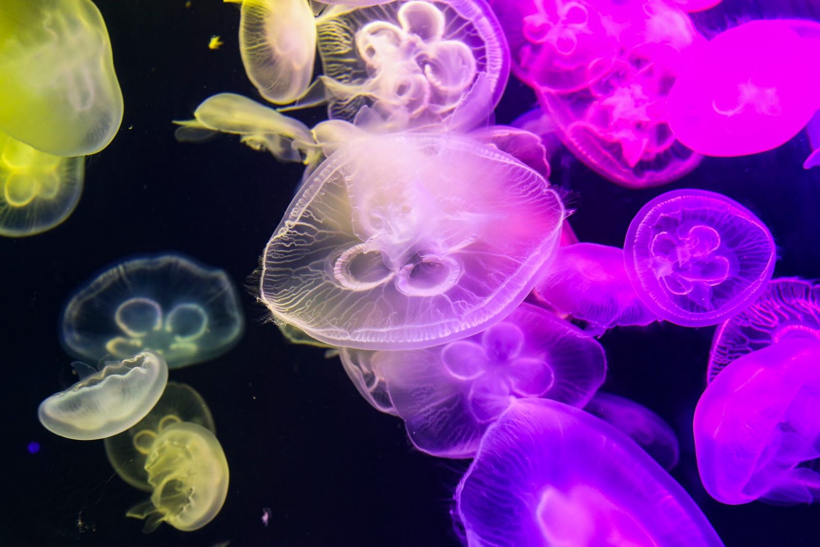 Off the coast of Japan, a jellyfish smaller than a fingernail called Turritopsis dohrnii responds to injury or starvation by collapsing back into a blob on the seafloor and regrowing into a juvenile polyp, effectively resetting its life cycle with no known upper limit on how many times it can do it