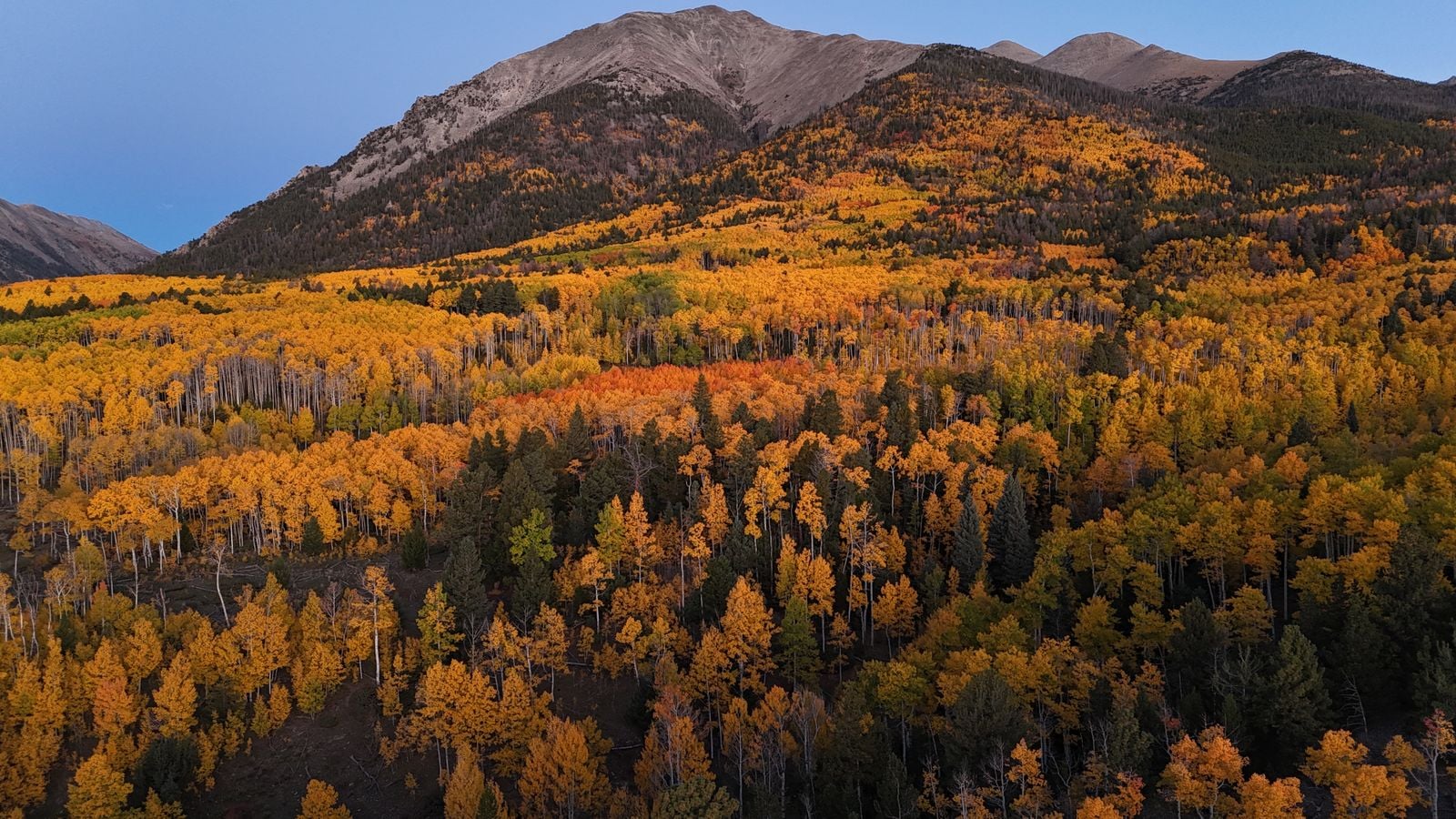 Pando, a single quaking aspen in central Utah, is one organism made of about 47,000 genetically identical trunks sharing a root system that covers 106 acres and weighs roughly 6,000 tons, making it possibly the heaviest living thing on Earth and, at an estimated 14,000 years old, one of the oldest