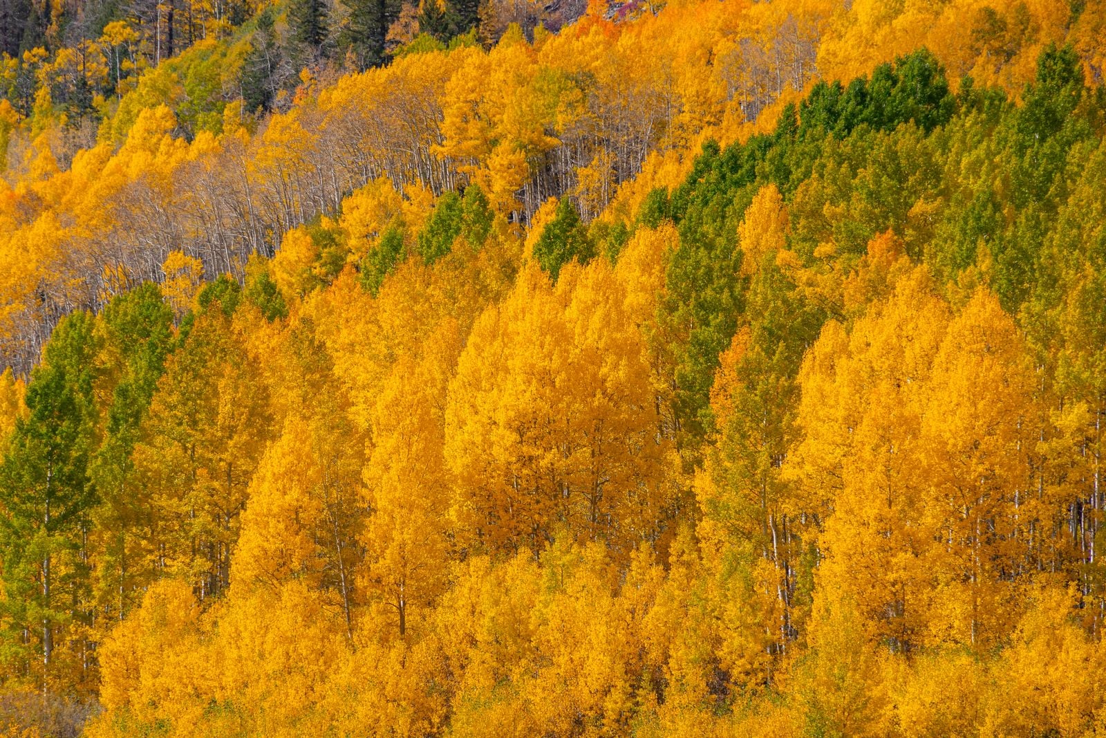 Pando aspen grove Utah