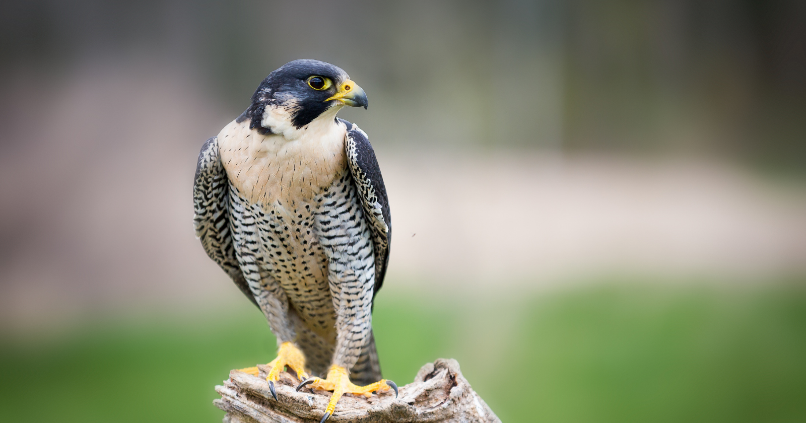 Wisconsin utilities began bolting nest boxes to power plant smokestacks in the early 1990s, and about 22 percent of every peregrine falcon born in the wild in the state now hatches on a generating station, because a smokestack is the cliff the species ran out of